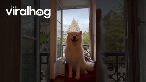 Samoyed Wiggles Ears In Paris || ViralHog