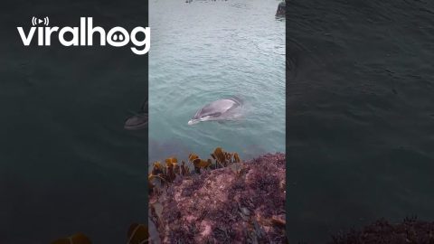 Dolphin Shows Off Its New Toy || ViralHog