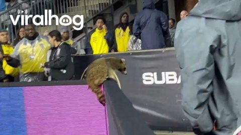 Raccoon on the Pitch || ViralHog