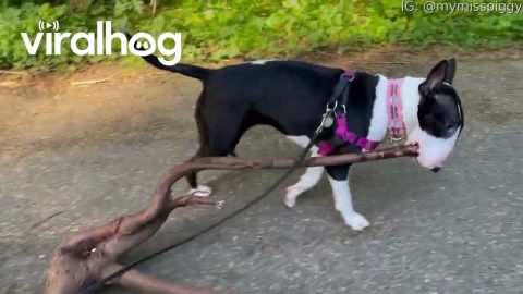 Bull Terrier Finds a Big Stick || ViralHog