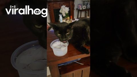 Spoiled Cat Sips Filtered Ice Water || ViralHog