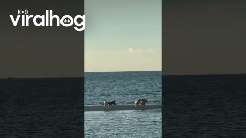 Happy Island Dogs Play On Beach || ViralHog