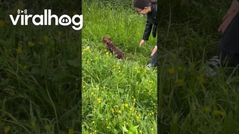 Dachshunds Frolic Through Tall Grass || ViralHog