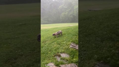 Falling Branch Surprises Frenchie During Potty Break || ViralHog