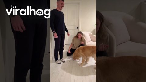 Golden Retriever Devours Gender Reveal Cake || ViralHog