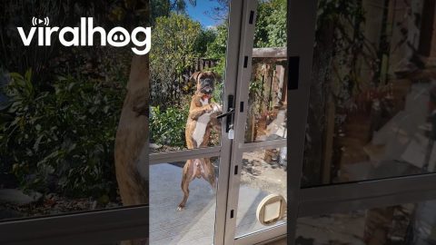 Clever Boxer Dog Opens Door || ViralHog