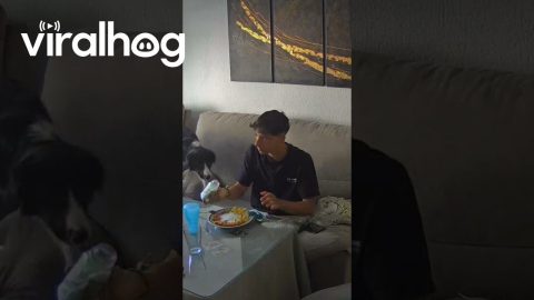 Seasoning Bottle Spills All Over Food || ViralHog