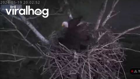 Live Cam Catches Bald Eagle Weathering 80 MPH Winds || ViralHog