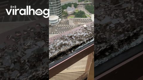 High Rise Windows Shattered After Houston Storm || ViralHog