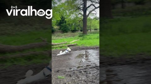 Little Dog Leaps Over Mud Puddle || ViralHog