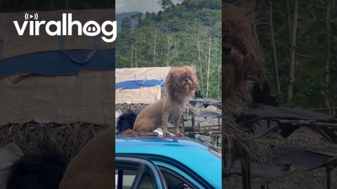 The Lion Dog || ViralHog