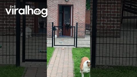 Fence-Jumping Frenchie || ViralHog