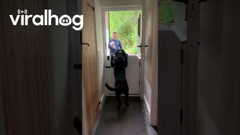 Labrador Does His Happy Dance || ViralHog