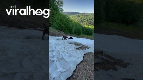 Dogs Play in the Last Snow of the Season || ViralHog