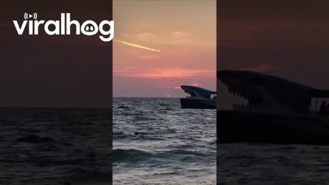 Shark Boat Photobombs Sunset Recording || ViralHog