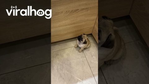 Tiny Demanding Pug Puppy || ViralHog