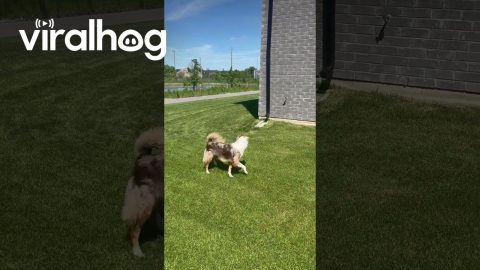 Tail-Holding Australian Shepherd Crashes Into House || ViralHog