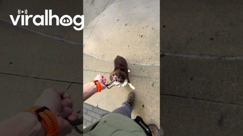 Almond Knew I'd Run Away || ViralHog