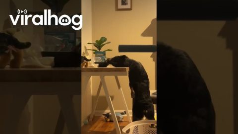 Dog Stretches to Reach Bowl of Ranch || ViralHog