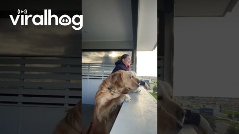 My Goldens Admire the View With Me || ViralHog