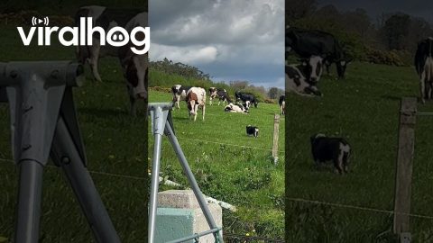 Lola Wants To Join the Cows || ViralHog