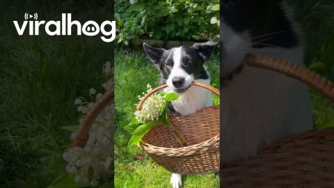 Border Collie Brings Her Human Flowers || ViralHog