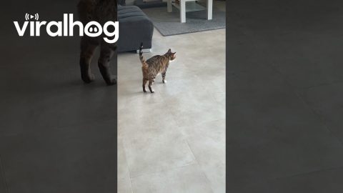 Cat Pretends to Limp For Attention || ViralHog