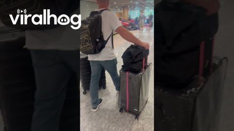 Suitcases Pile Up at Baggage Claim || ViralHog