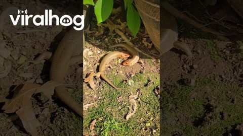 Lizards Chase Each Other in a Circle || ViralHog