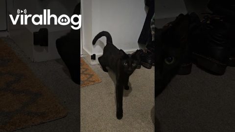 Nothing to See Here, Only Shoes. Definitely No Cats. || ViralHog