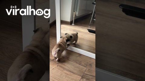 Puppy Plays With His Reflection || ViralHog