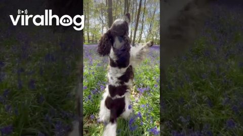 Springer Spaniel Takes a Stroll Through Beautiful Bluebell Woods || ViralHog