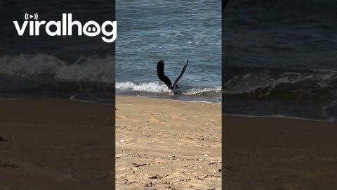 Osprey Catches Trout || ViralHog