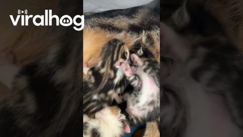 Kittens Fight Over Mom's Milk || ViralHog