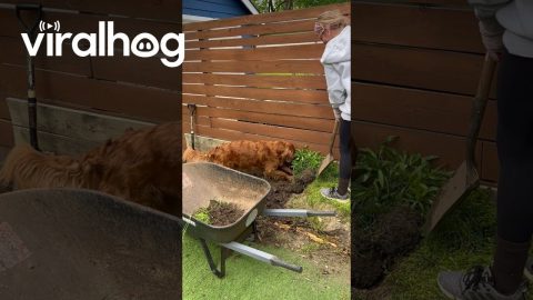 Golden Retriever Helps With Yard Work || ViralHog