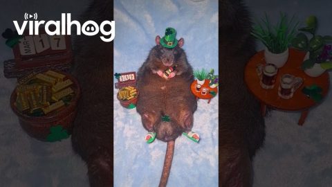 Rat Celebrates St. Paddy's Day || ViralHog