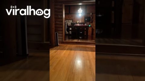 Dog Fetches Owner a Beer || ViralHog