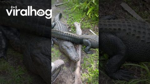 Alligators Block Bike Path || ViralHog