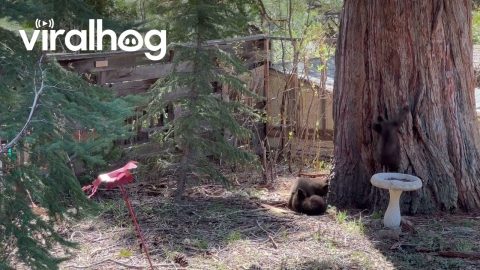 Tahoe Bears Cubs Play in Backyard || ViralHog