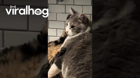 Cat Says Back Off to Feline Companion || ViralHog