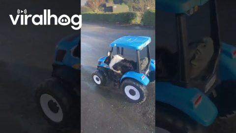 Farm Dog Takes a Ride in RC Tractor || ViralHog