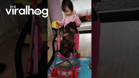 Toddler Pushes Dachshund in a Stroller || ViralHog