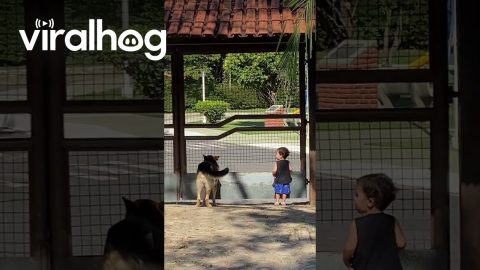 Boy Barks With His Canine Companion || ViralHog