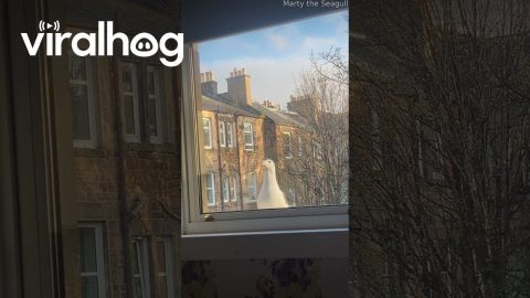 Seagull Taps on Window || ViralHog