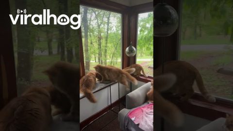 Orange Cats Window Hunt In Sync || ViralHog