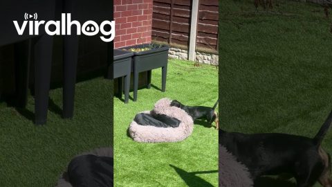 Mini Dachshund Drags Bed Outside to Enjoy the Sun || ViralHog