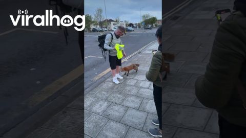 Man's Trust in Friendly Fox Backfires || ViralHog
