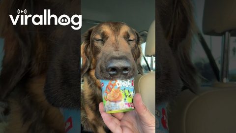 Sleepy Dog Nods Off While Eating Ice Cream Treat || ViralHog