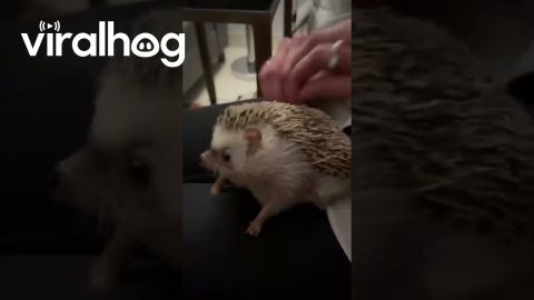 Hedgehog Enjoys Back Scratch || ViralHog