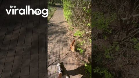 Gypsi the Chicken Walks on a Leash || ViralHog